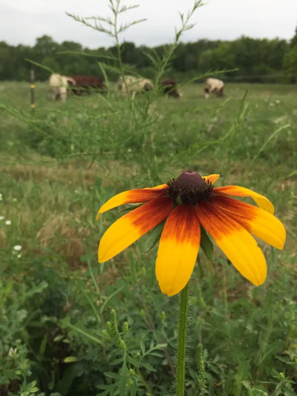 photo of pasture with flower in foreground and cows in background