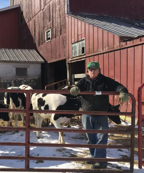 Farmer in pen with cows