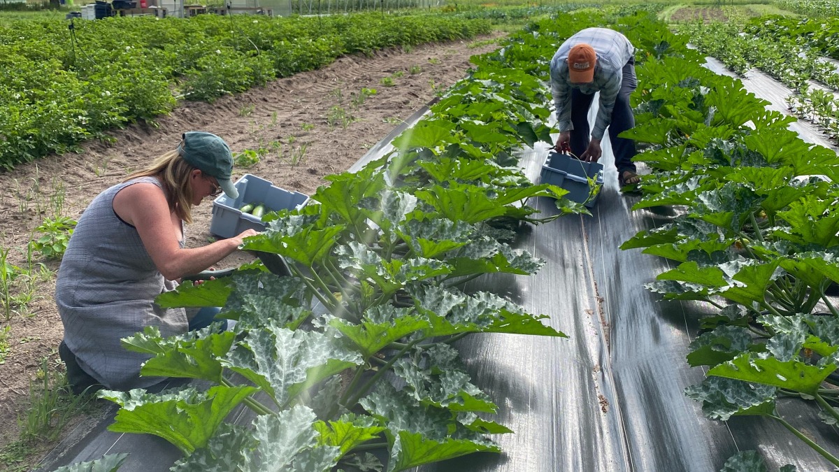 GLIF Participant and Farm Manager Harvesting zucchini for Food Rescue