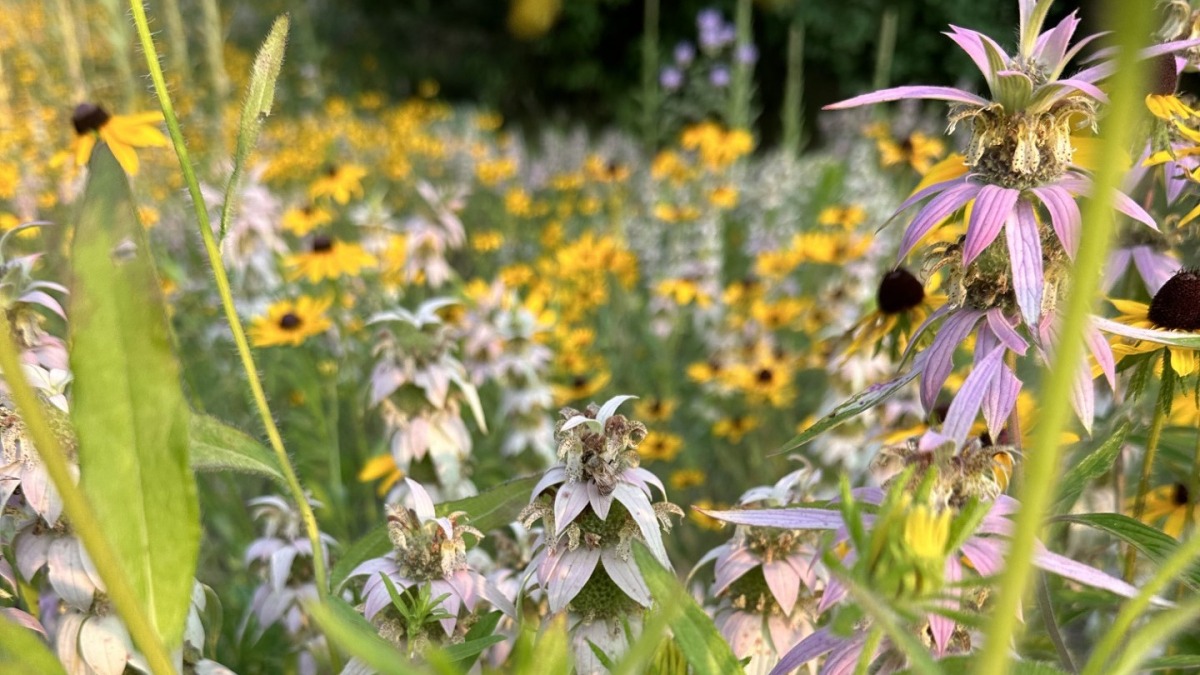 Wildflower Garden