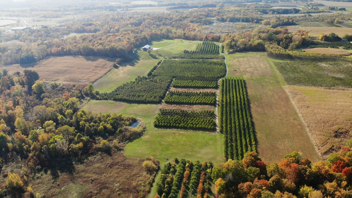 Rows of apple trees