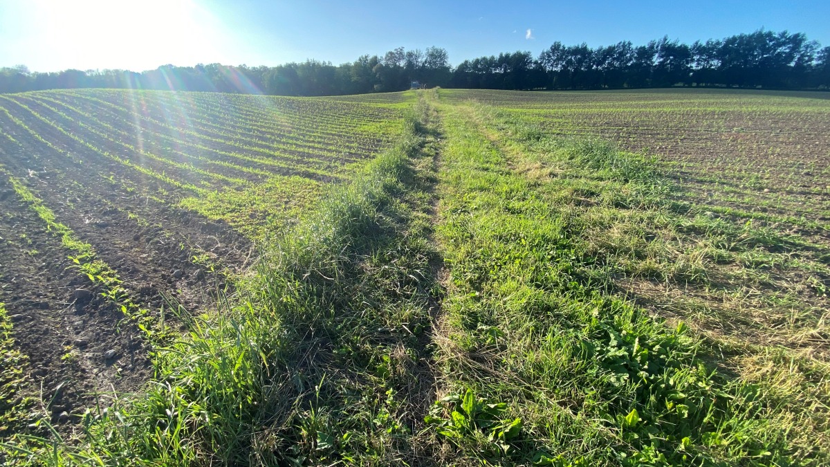One of the pass-throughs within a field