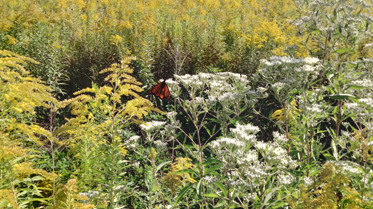 Late Boneset feeding a migration generation monarch.