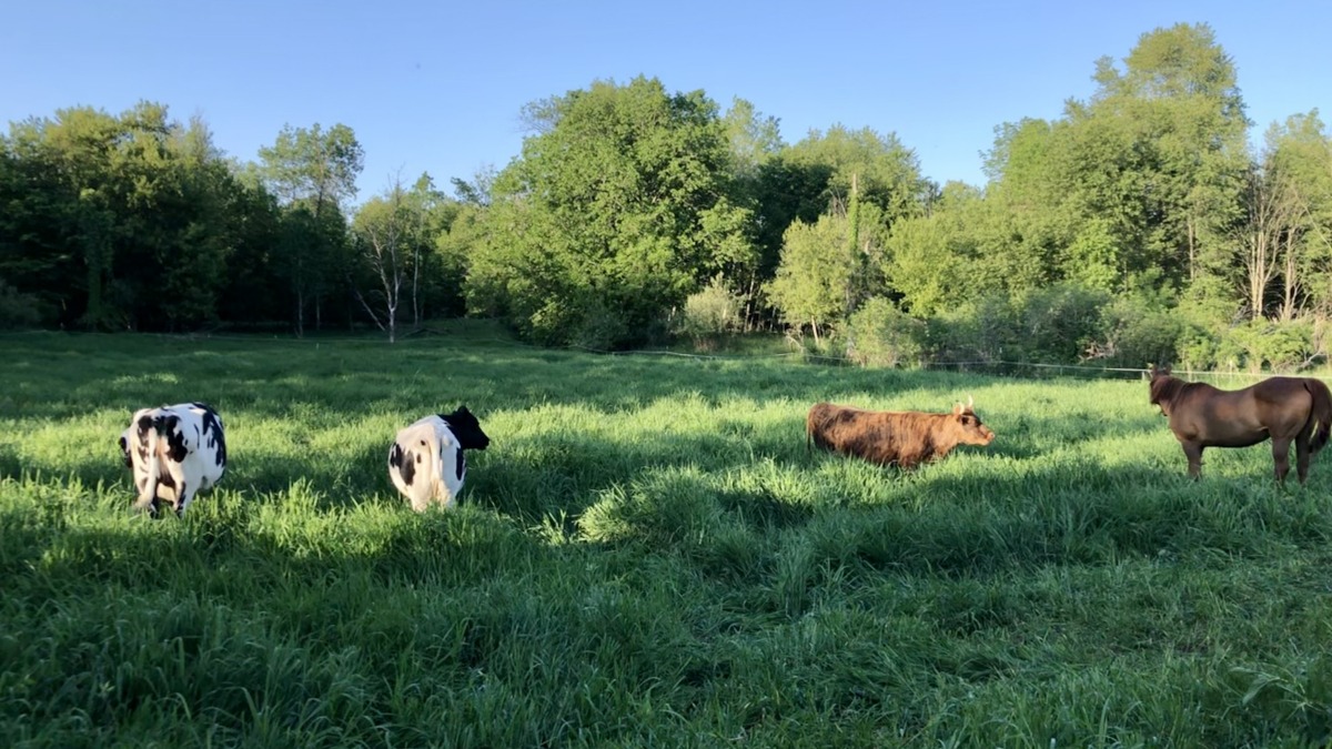 We rotate pastures over 90% of our farm.