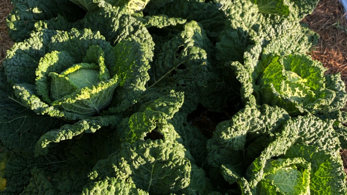Savoy cabbage in the home garden