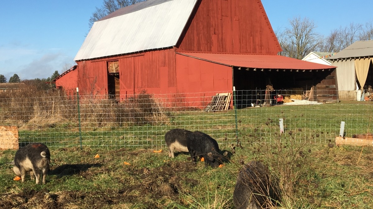 Barn and pigs
