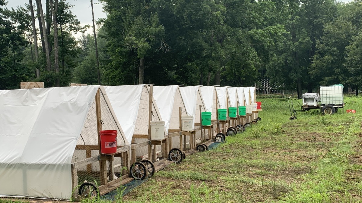 This is a picture of pastured poultry in chicken tractors