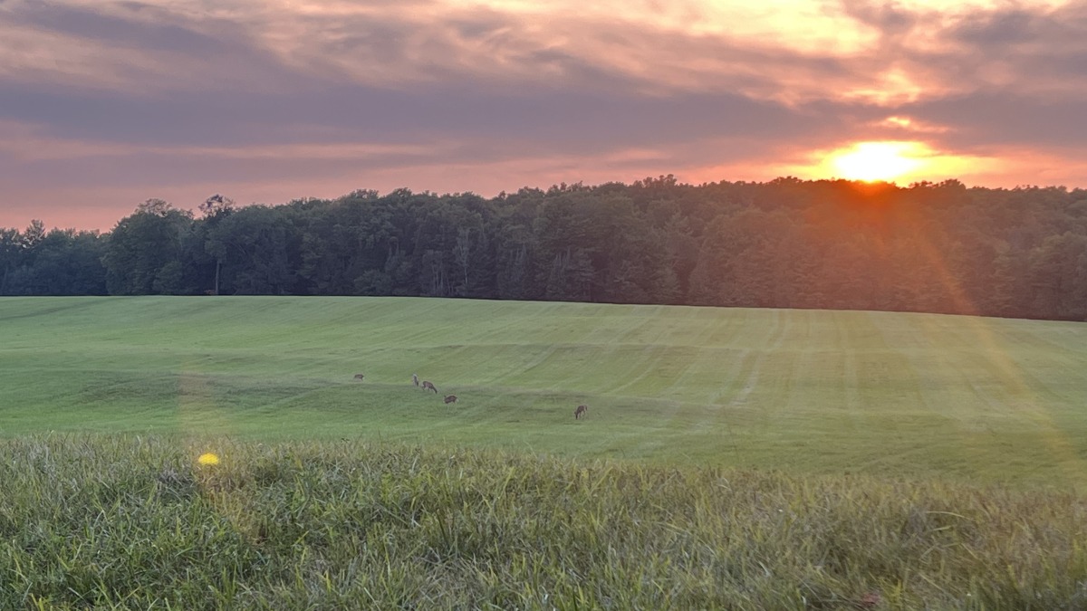 Two fields up front and road access to back field