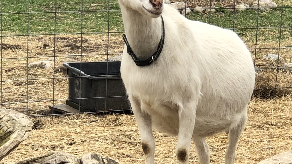 We raise Saanen, Alpine and Nubian dairy goats.