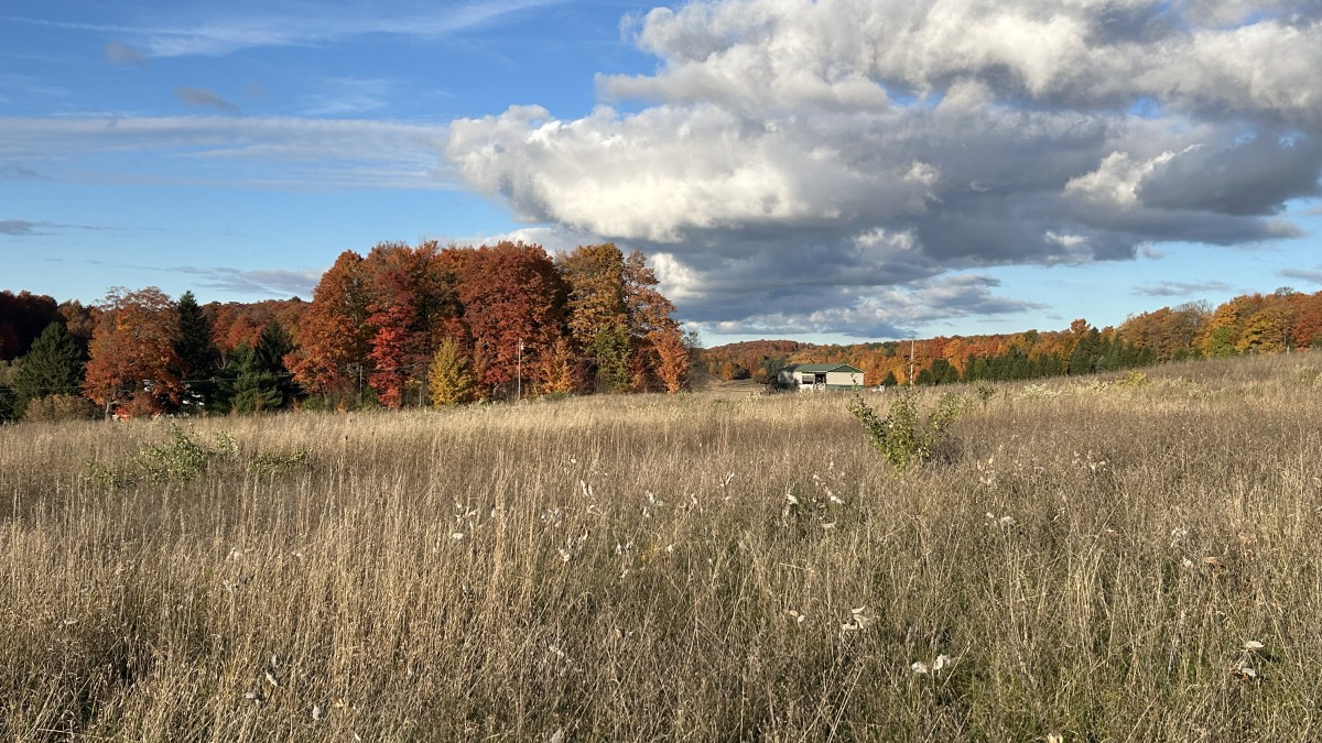 Open field with fall color