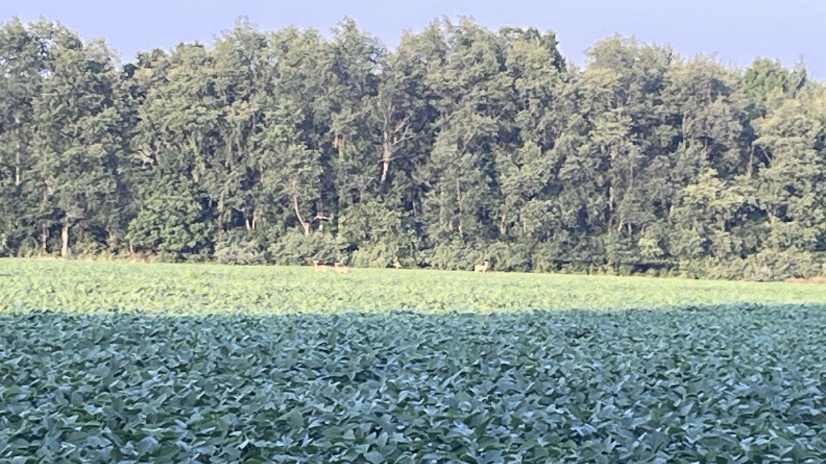 This is one side of the private lake in the back. 
