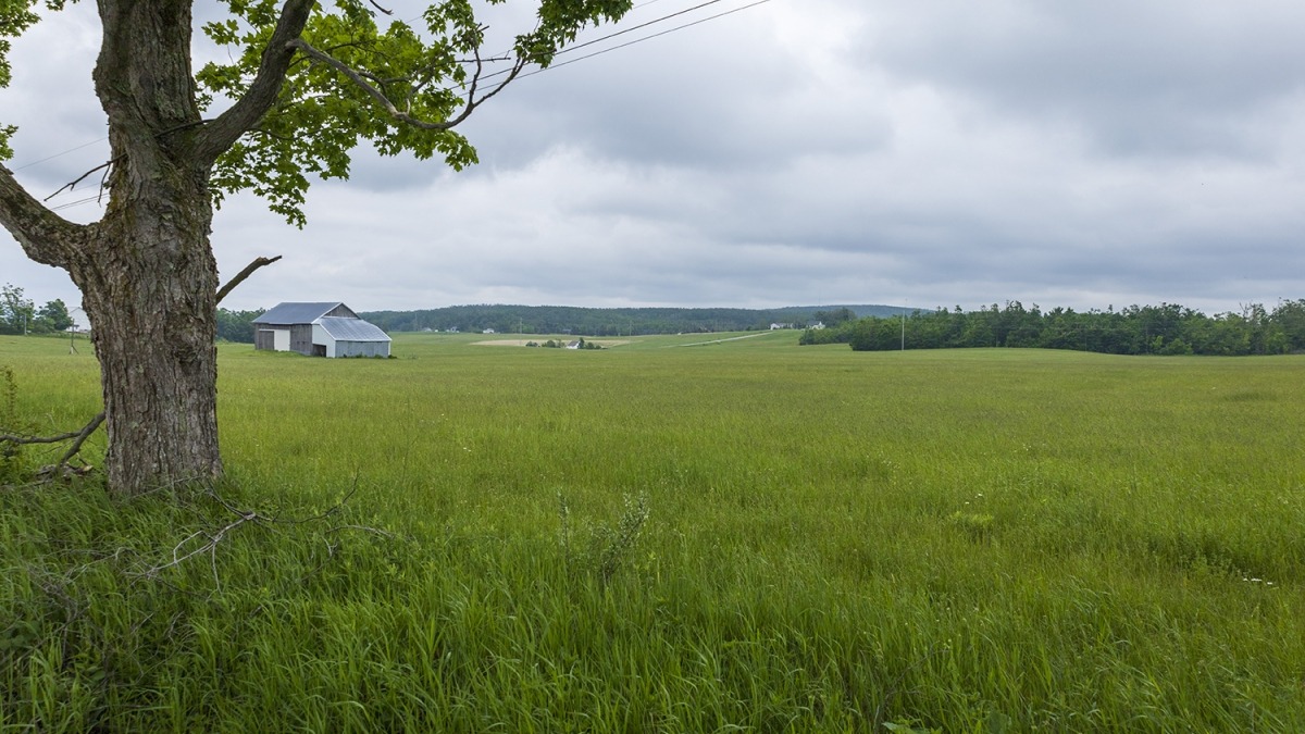 Field with hay growing