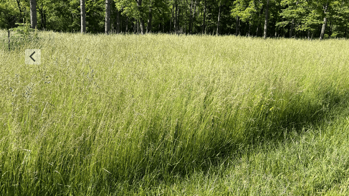 Field of grass