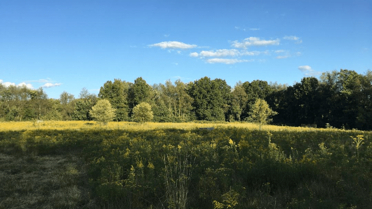 north meadow, facing east