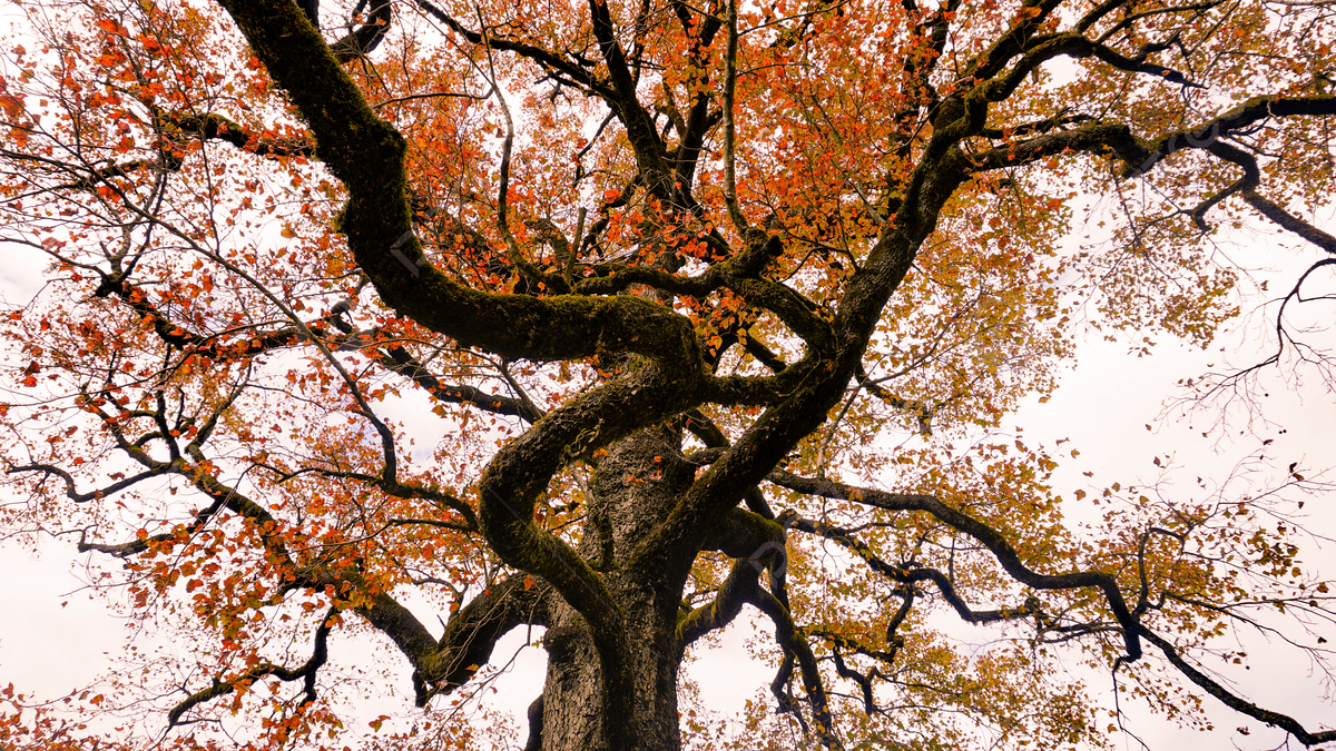 old maple tree stock image
