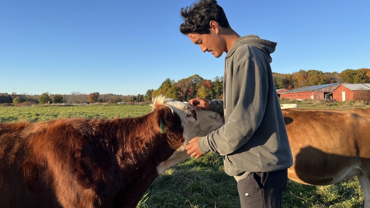 Cows love a scratch