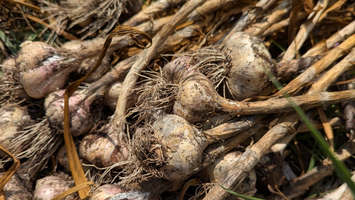 Some of my garlic seconds