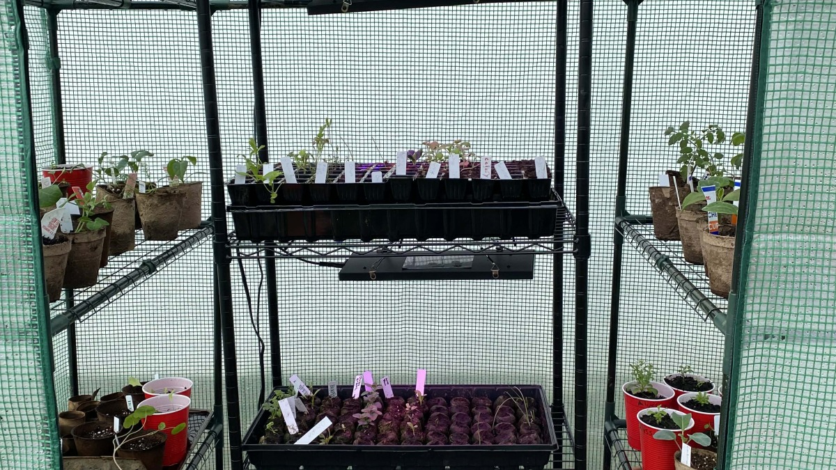 1 of 2 tiny green houses in outer urban garden. Replacing our lawn with food and pollinator plants one spot at a time.