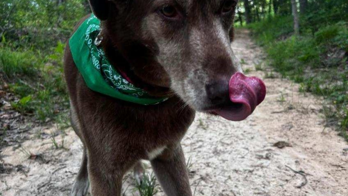 My dog River enjoying a walk around camp.