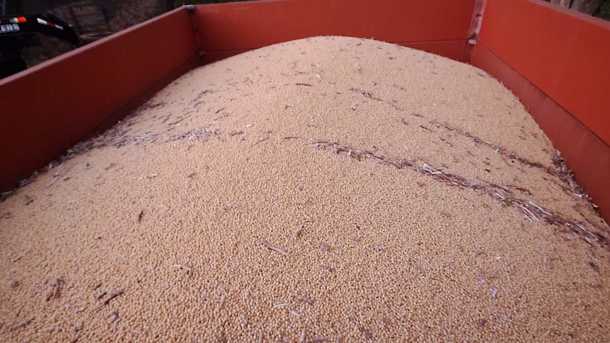 Soybeans harvested 2025