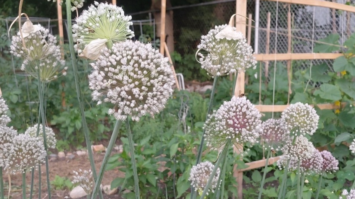 Community garden plot