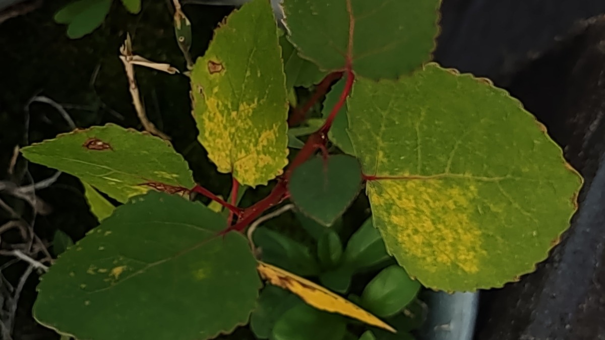 Volunteer tree sprouting in pot