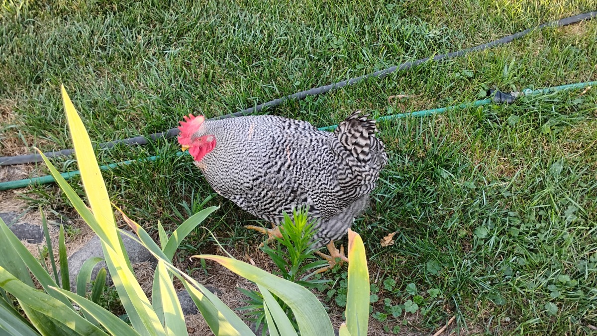 Chicken in yard
