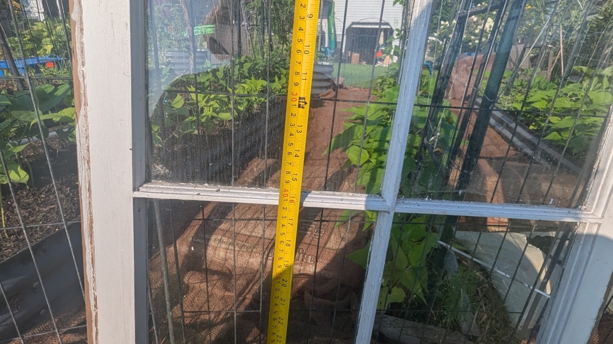 Measuring thrusted windows to build a greenhouse with my garden in the background.