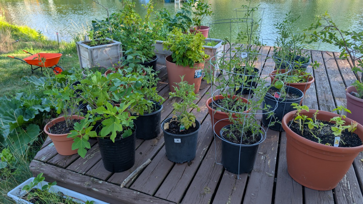A small section of our current garden