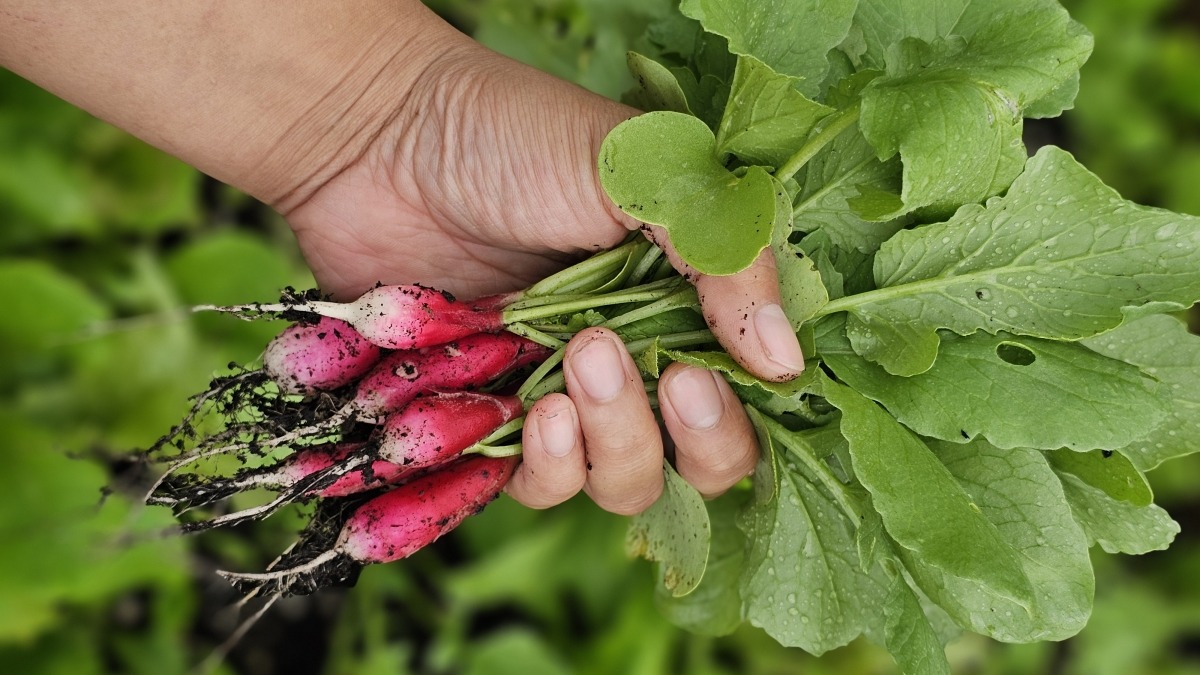 French Radish interplanted with lettuce mix