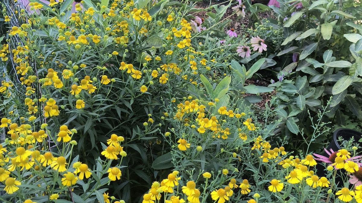 Native pollinators in Ypsilanti 