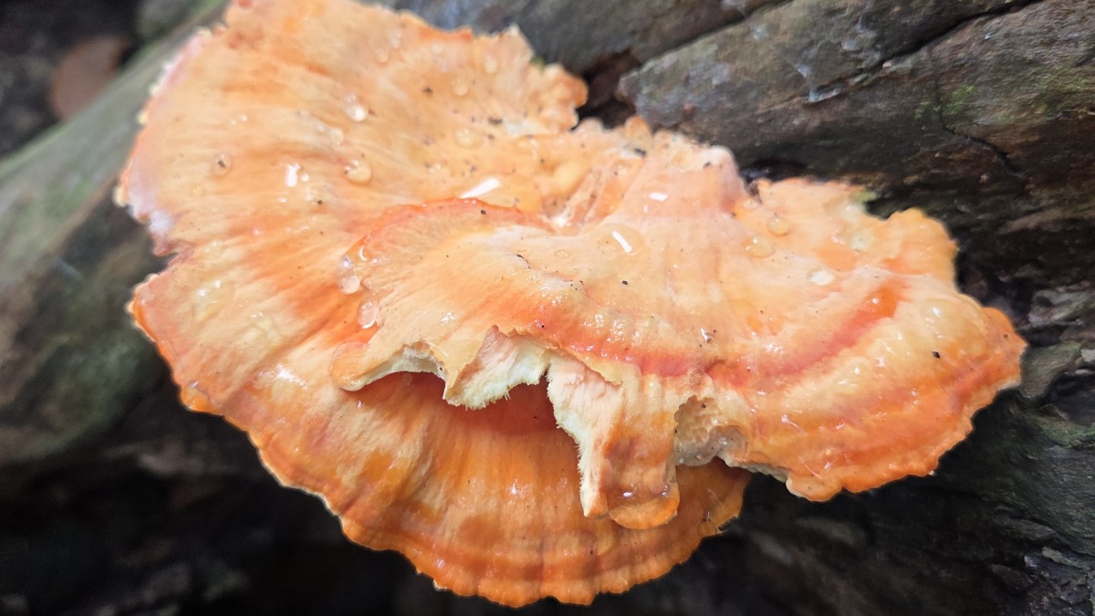 Chicken of the Woods