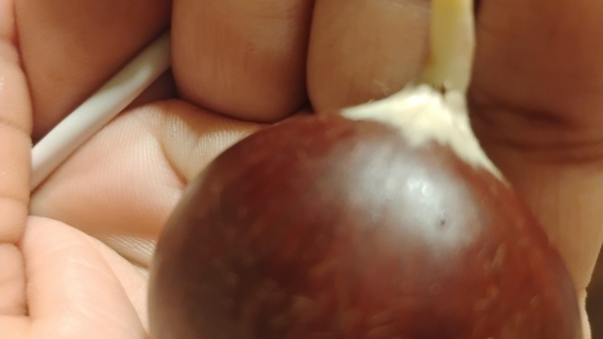 Chestnut I grew 