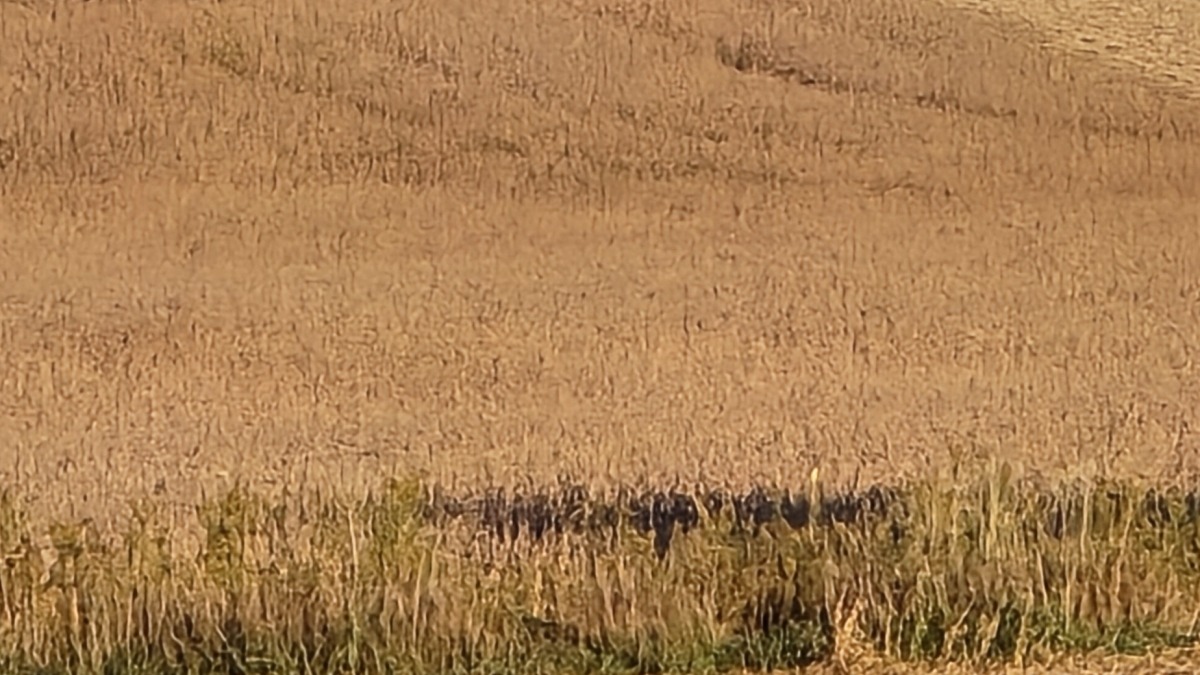 Harvest 