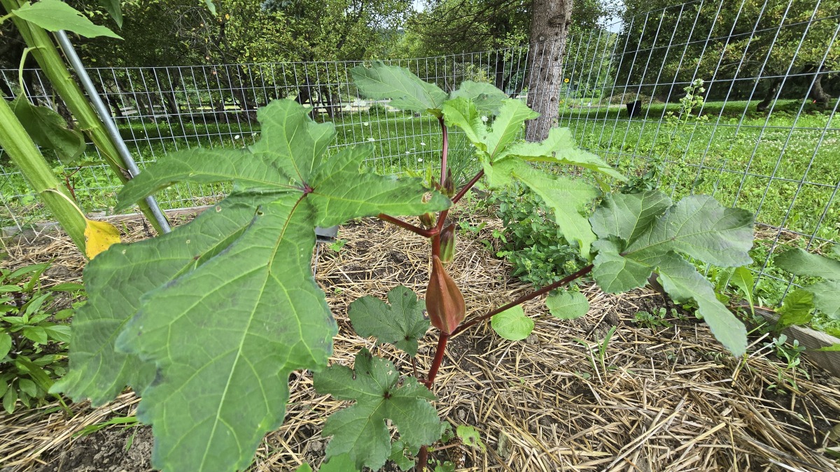 Okra