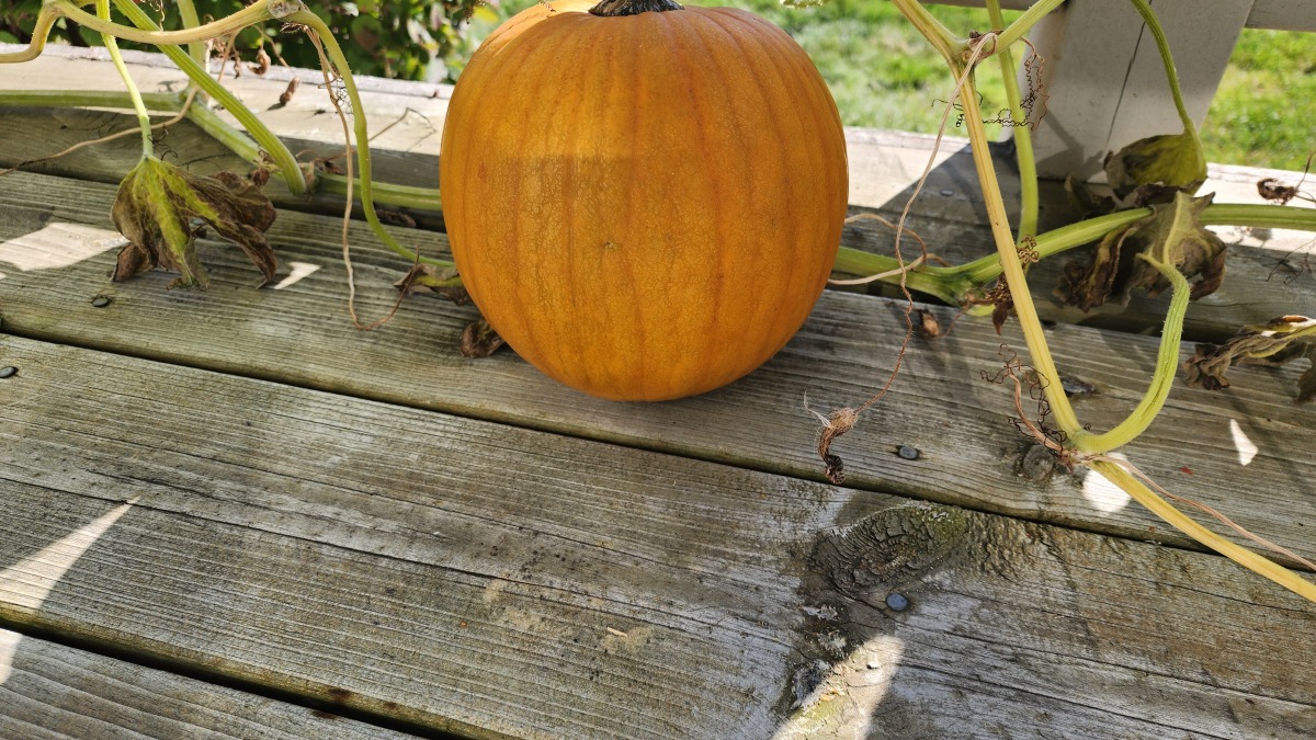 Pumpkin