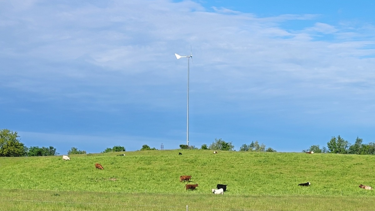 Current view of our cattle