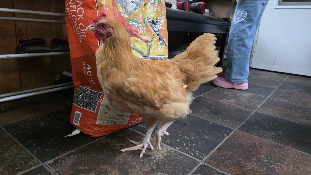 Buff Rooster