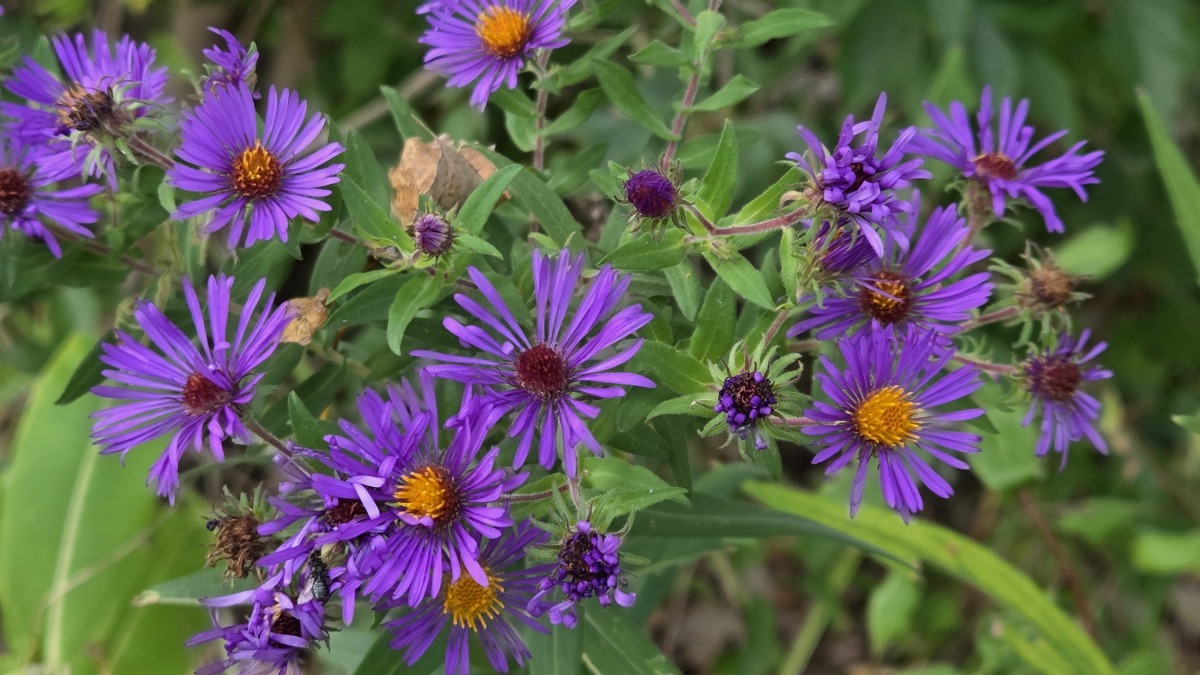 New England aster