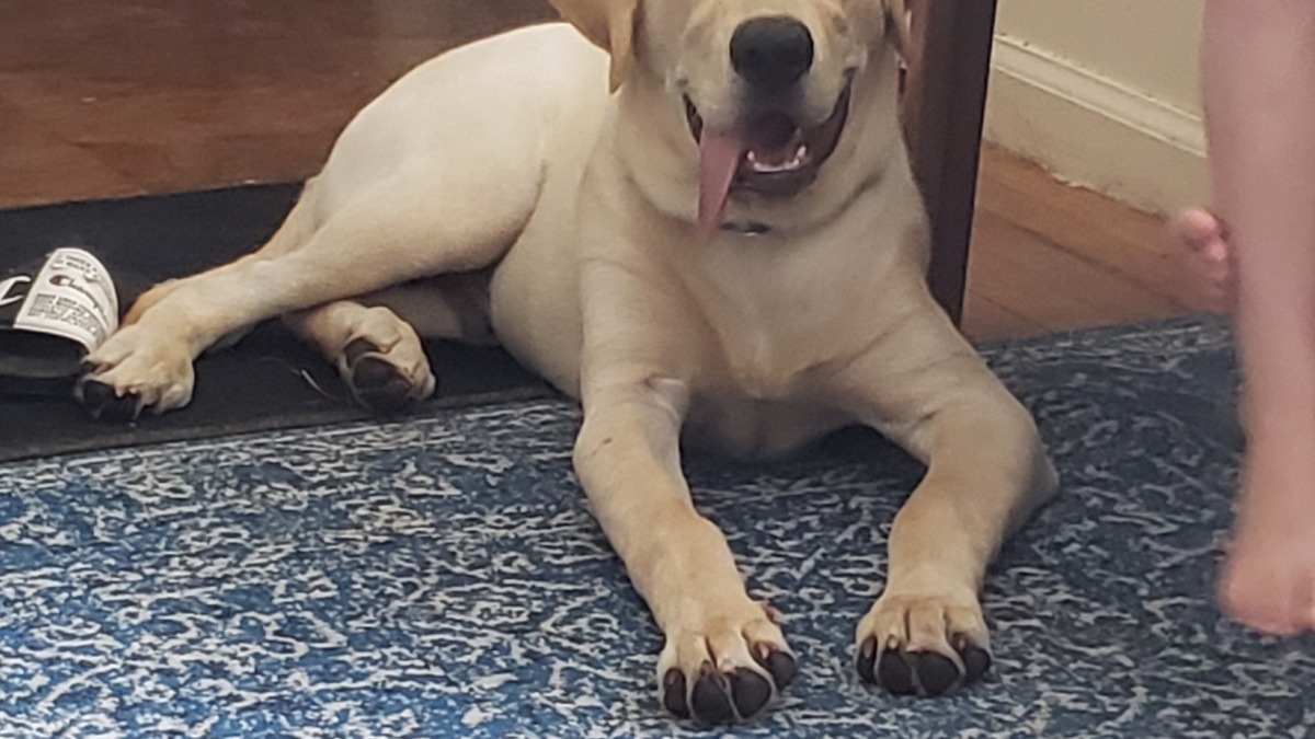 This if my Labrador retriever Max. He is now 5 years old. 