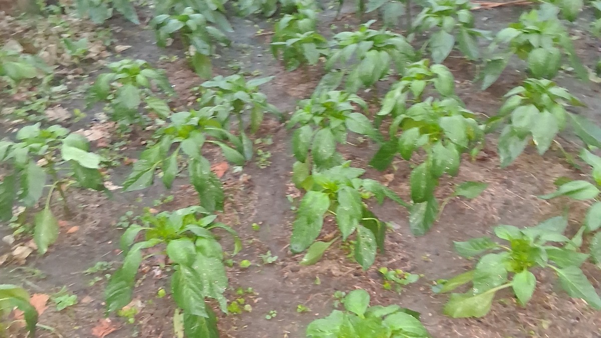 new bell pepper farm
