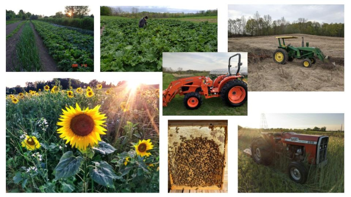 Farm picture collage. Vegetables, cover crops, tractors, bee frame