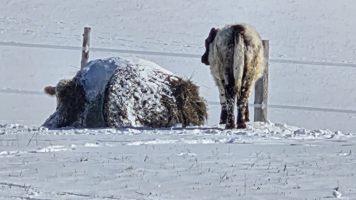 First 2 beef steer this year...interested in growing.