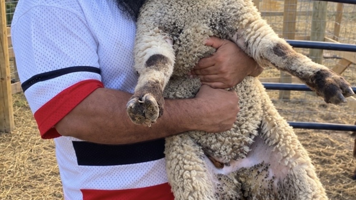 Picture of me and a smiling sheep.