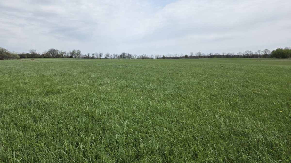 Current hay field
