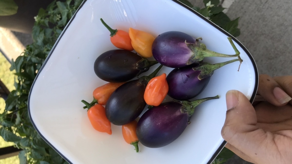 Eggplant peppers