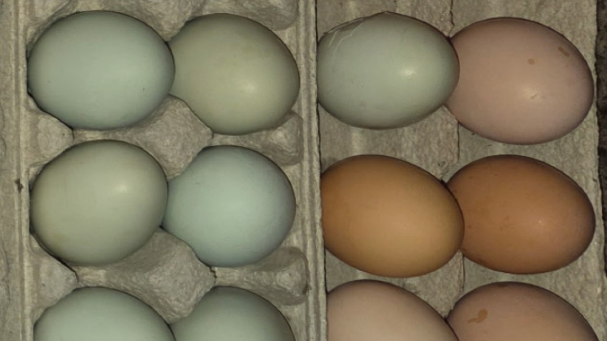 Fresh Eggs