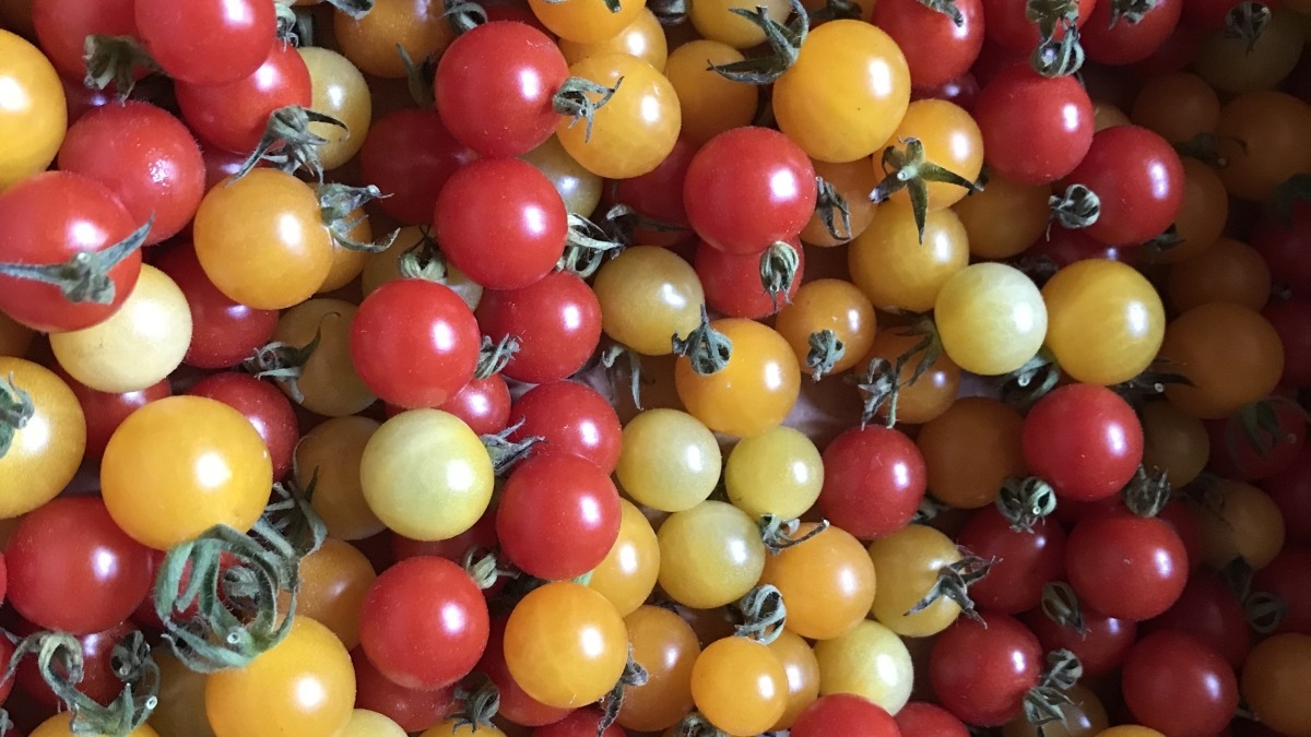Mini cherry tomatoes in assorted colors, grown by the farmers 
