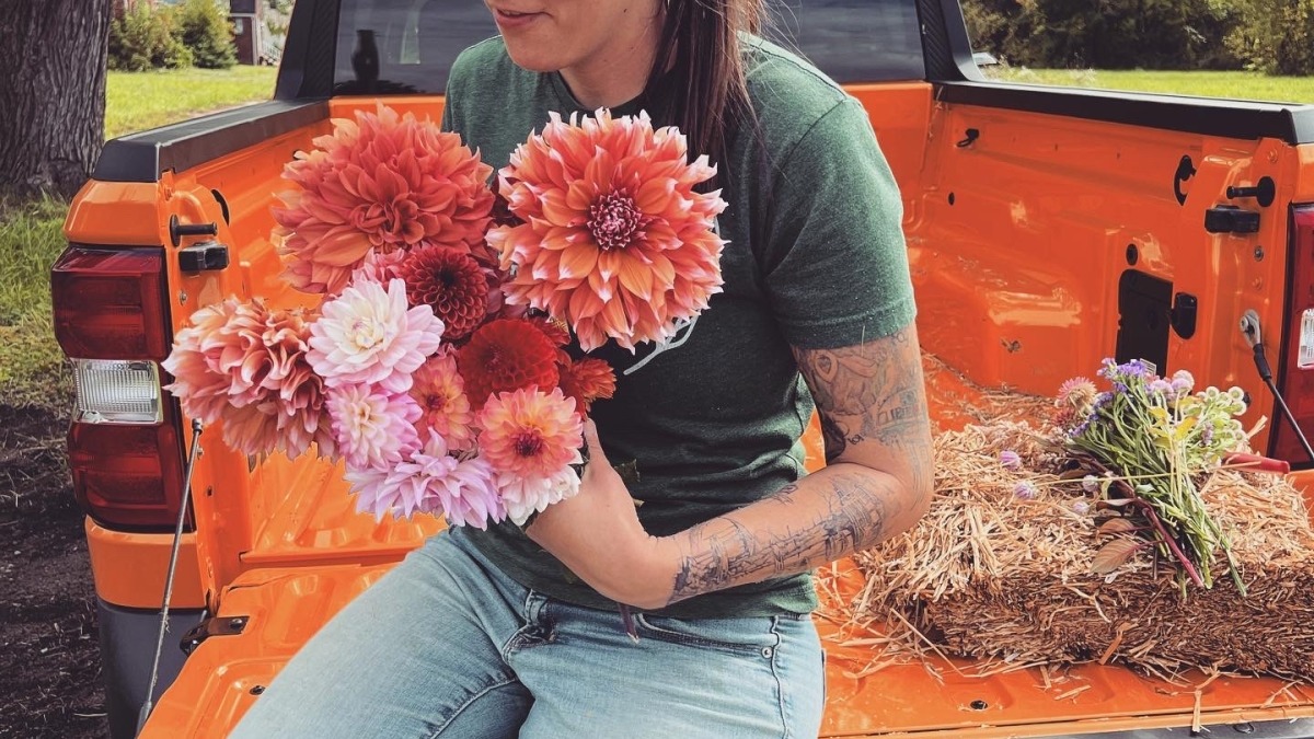 Dahlias harvested on the farm