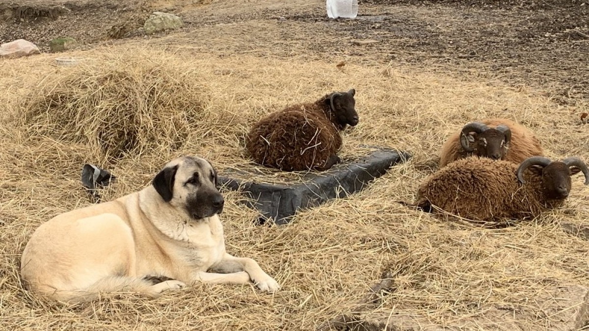 Livestock Guardian dog with sheep